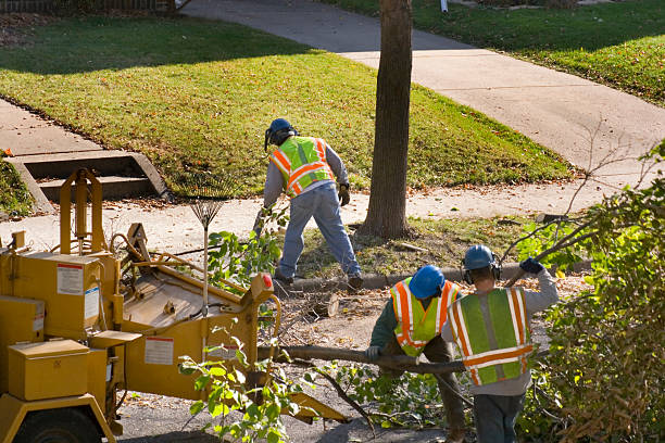 How Our Tree Care Process Works  in Centerville, PA